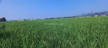 Dijual Tanah Sawah Luas di Kampung Sodong Girang, Padalarang
