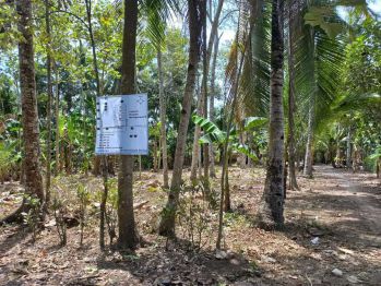 Tanah Wringin putih muncar banyuwangi uk 8x17 45jt