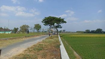 Tanah SAWAH MURAH tepi jalan desa di Tlobong Delanggu Klaten