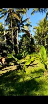 DI JUAL TANAH DI JALAN TAMAN GAJAH DESA TARO TEGALALANG UBUD , BALI