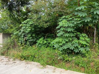 Tanah Kavling Padat Karya kilo 8.5