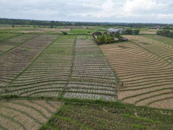 Tanah Kavling Murah 399 Juta Hanya 3 Menit ke Pantai di Tabanan