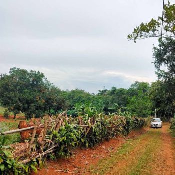 Tanah Kebun 3000M2 SHM Milik Sendiri, Lokasi Bagus & Masuk Mobil