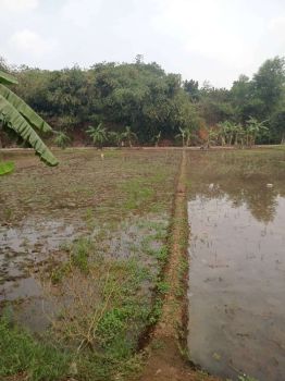 Sell Tanah: Jual Sawah Murah