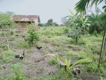 Dijual Tanah di Jl Mawar IV Pandau Jaya Siak Hulu Kampar Riai