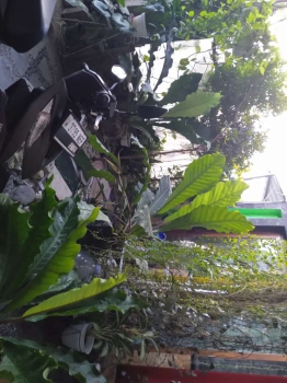 Kost rumah singgah nyaman tenang gading fajar 2