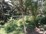 thumbnail-dijual-tanah-murah-luas-tanah-10-are-view-sawah-dan-hutan-di-ubud-5