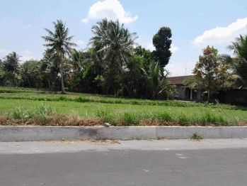 Area Candi Borobudur, Tanah Cocok Homestay Magelang 109 m2