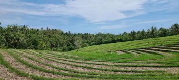 Tanah sawah murah di samping vila