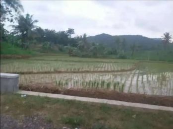 Sawah & kebun 2Ha - 5Ha