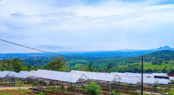 DIJUAL MURAH TANAH KEBUN DI BOGOR SHM