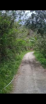 Dijual Kebun Durian di Kalibawang Kulon Progo