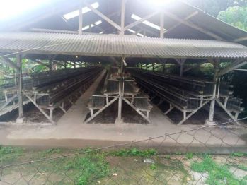 Dijual Farmdi Ex Ayam Petelur di Desa Nagrak Cibadak Sukabumi