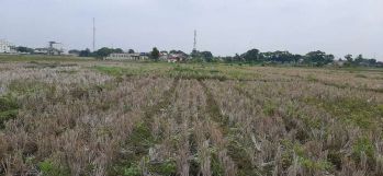 Sell Tanah: Sawah ciwaringin