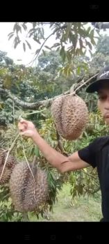 JUAL LAHAN POHON DURIAN