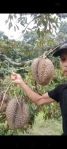 thumbnail-jual-lahan-pohon-durian-0