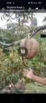 thumbnail-jual-lahan-pohon-durian-2