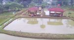 thumbnail-tanah-beserta-kolam-ikan-koi-empang-dijual-murah-di-ciseeng-bogor-7