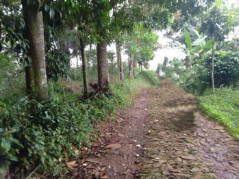 Dijual Murah Tanah Kebun Akses bisa Mobil di Darangdan Purwakarta