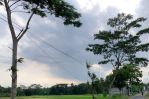 thumbnail-jual-murah-tanah-sawah-800-meter-dari-jalan-godean-1-jutaan-aja-3