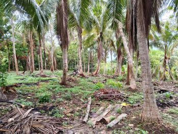 Dijual Tanah Kemujan Karimunjawa