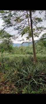 Dijual Tanah Murah Subang Cijambe