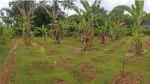 thumbnail-tanah-kebun-luas-harga-ekonomis-300anm-0