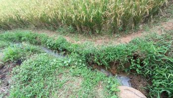 DI JUAL CEPAT TANAH SAWAH PRODUKTIF VIEW GUNUNG AIR MELIMPAH