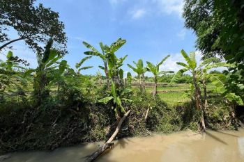 BEAUTIFUL LAND WITH RICE FIELD AND RUVER SIDE