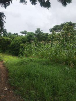 Dijual tanah 39 are, Kubutambahan, Buleleng, cocok untuk perkebunan.