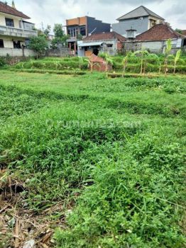 Di kontrakkan tanah pusat kota Denpasar utara