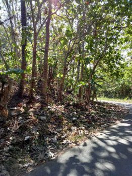 DI JUAL TANAH DI BANJARASRI KALIBAWANG KULON PROGO