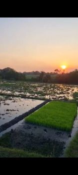 Dijual tanah murah,3,5 are di nyitdah dekat ke perenanan Canggu