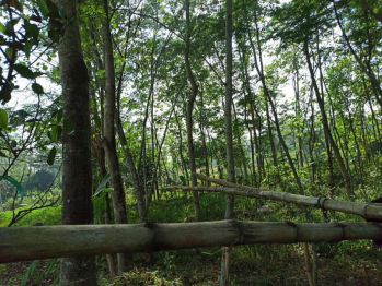 Tanah dengan pohon jati dan pohon abasia