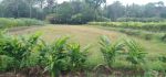 thumbnail-dijual-tanah-sawah-selatan-puskesmas-turi-1