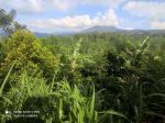 thumbnail-tanah-kebun-view-sawah-terasering-yellow-zona-di-bali-5