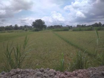 Dijual Lahan pertanian Subur di Piyungan