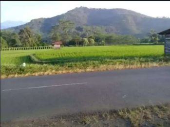 Sawah produktif 1Ha pinggir Jl. Raya Subang - Sumedang