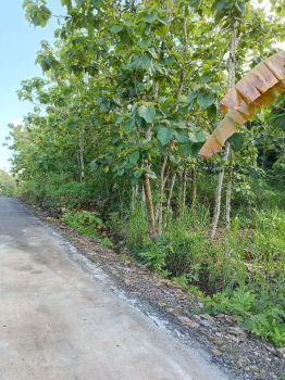 Tanah SHM Strategis Datar Penuh Pohon Jati Jalan Raya Aspal