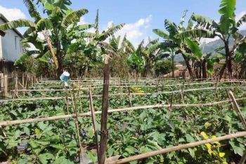 Dijual Cepat Tanah Pinggir Jl Cikole Lembang Bandung View Bagus