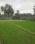 thumbnail-tanah-los-sungai-ubud-2