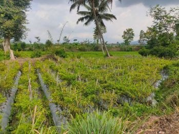 Sell Tanah: di jual / di sewakan