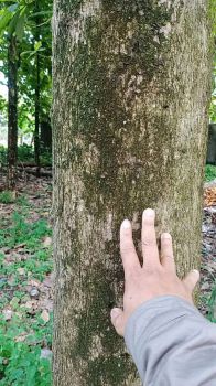 Dijual cepat (BU), Sebidang tanah ditanami pohon jati,di Ciomas Permai