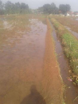 Tanah Sawah Produktif di Purwakarta harga