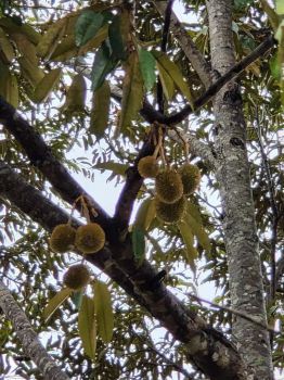 Dijual Villa / Tanah Kebun daerah Pegunungan Sukabumi. Cikidang. SHM!