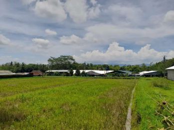 DIJUAL Peternakan Ayam dan usahanya