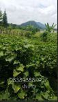 thumbnail-tanah-kebun-pasar-cigombong-cipanas-ciherang-pacet-cianjur-2