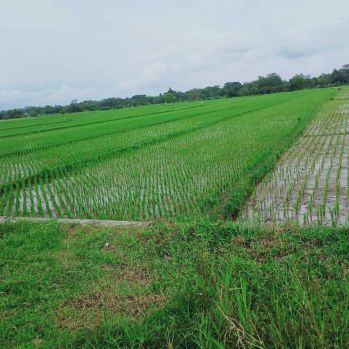 Jual Sawah Produktif Panen Moyudan Murah Strategis Nego