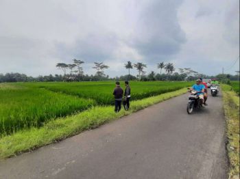 Dijual Tanah Curungrejo Kepanjen murah B.U lahan Sawah hijau L 1,1 ha