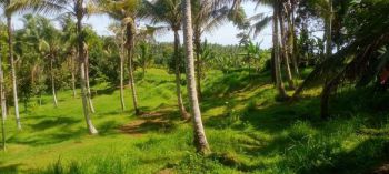 tanah kebun view sawah yello zona di bali